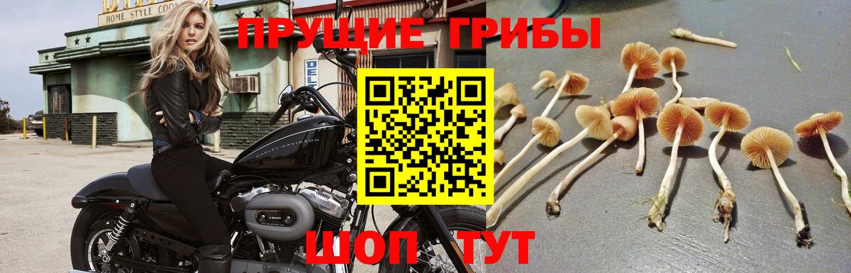 Псилоцибиновые грибы Psilocybe Орск